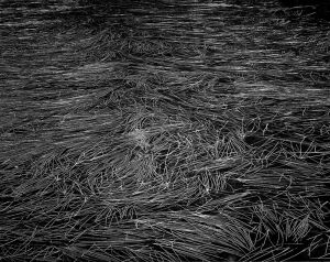 Water grass 2014 scan0004_tmax_bw_dNN.jpg